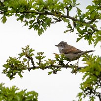 Whitethroat Millington