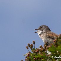 Whitethroat Moore Nature Reserve