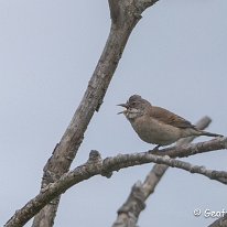 Whitethroat Holford