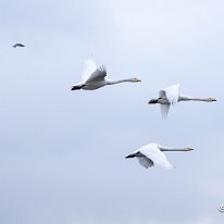 Whooper Swan Lunt Meadows