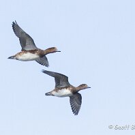 Widgeon LLanfairfechan