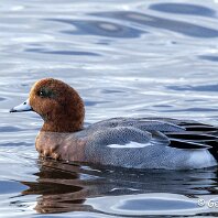 Widgeon