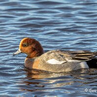 Widgeon WWT Martin Mere