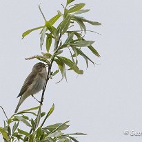 Willow Warbler Brockholes Nature Reserve