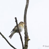 Willow Wwarbler Marbury Country Park