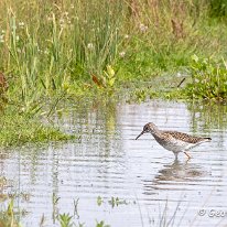 Wood Sandpiper