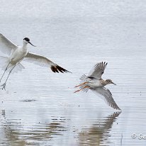 Avocet & Wood Sandpiper RSPB Old Moore