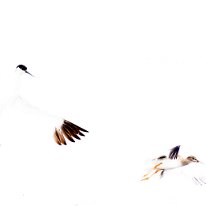 Avocet & Wood Sandpiper RSPB Old Moore