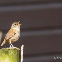 Wren Tatton Park