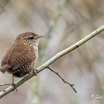 Wren Marbury Country Park