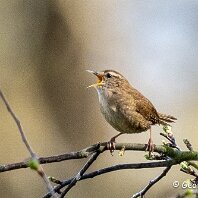 Wren Rostherne
