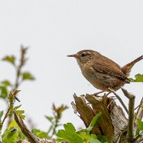 Wren