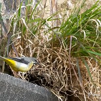 Yellow Wagtail Manchester Airport Walk