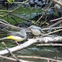 Yellow Wagtail Manchester Airport Walk