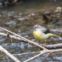 Yellow Wagtail Manchester Airport Walk