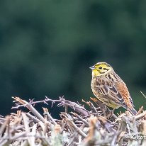 Yellowhammer Millington