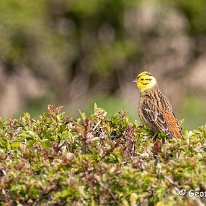 Yellowhammer Millington