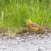 Yellowhammer Plumley