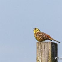 Yellowhammer Millington