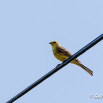 Yellowhammer Millington