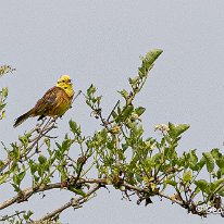 Yellowhammer Plumley