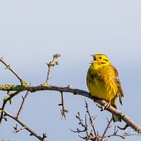 Yellowhammer Plumley