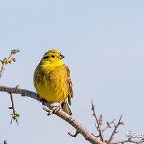 Yellowhammer Plumley