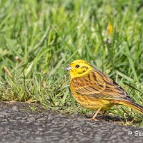 Yellowhammer Plumley