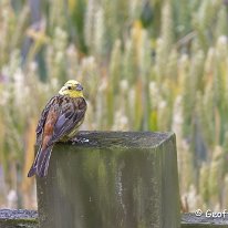 Yellowhammer Millington