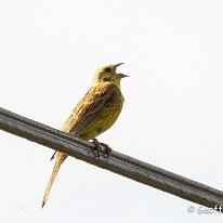 Yellowhammer Millington