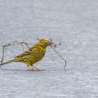 Yellowhammer Millington