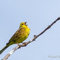 Yellowhammer Millington