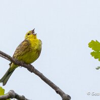 Yellowhammer Millington