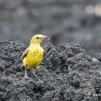 Yellow Wagtail Millington