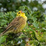 Yellowhammer Plumley