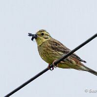Yellowhammer Plumley