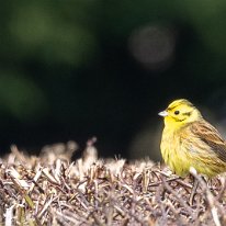 Yellowhammer Millington