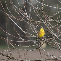 Yellowhammer Plumley