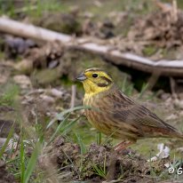 Yellowhammer Plumley