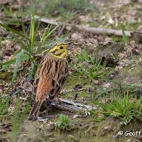 Yellowhammer Plumley