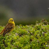 Yellowhammer Plumley