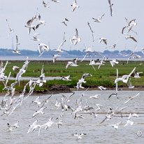 Black-headed Gulls RSPB Leighton Moss.