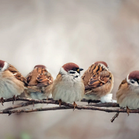 Birds
