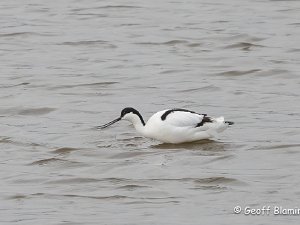 Avocet