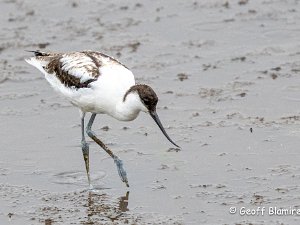 Avocet