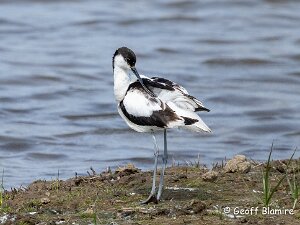 Avocet