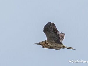 Bittern