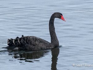 Black Swan