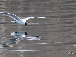 Black-headed Gull