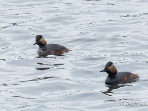 Black-necked Grebe